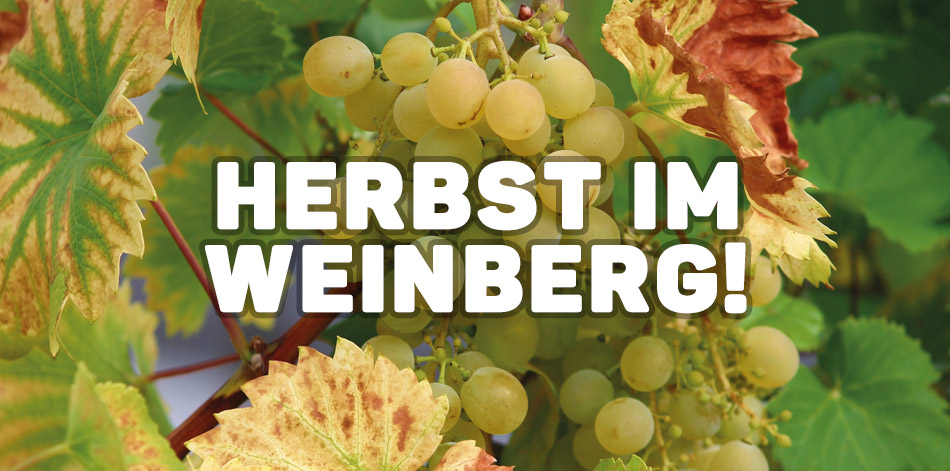 Herbst im Weinberg – Abstatt 15.09.2019