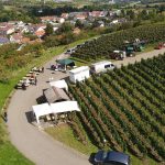 Herbst im Weinberg – Abstatt 15.09.2019