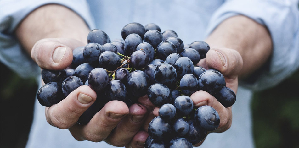 Weinlese 2018 bei der Weinkellerei Wangler in Abstatt